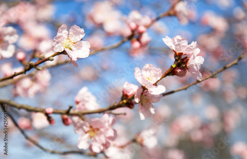 A blossom cherry tree in early spring. Sakura flowers. 