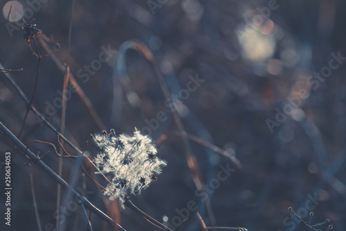 Bilde på lerret Selective focus of pappus hair field with white backlit thistle in the foregroun