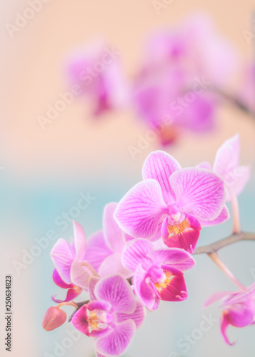 Pink orchid in front of pastel coloured background and creamy bokeh