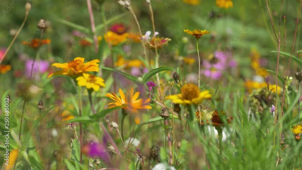 Natural Wildflower Meadow Natural Wildflower Meadow