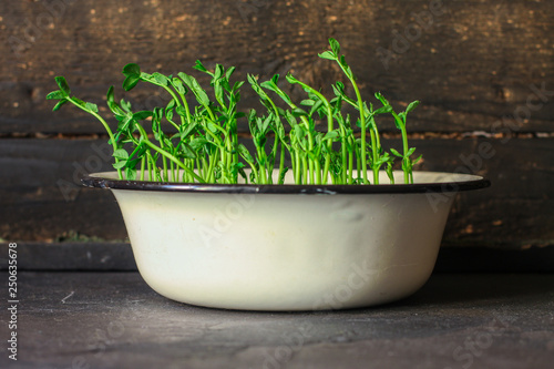 green seedling of grain (seedlings in the ground, watered) petals and stems. Food background photo