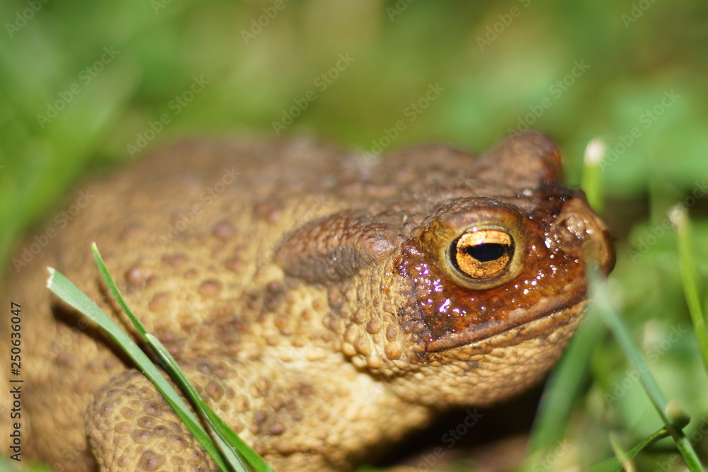 Obraz premium frog on leaf