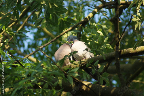 pigeons