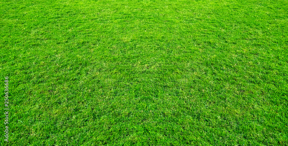 Landscape of grass field in green public park use as natural background or backdrop. Green grass texture from a field. Stadium grass landscape. Landscape of grass field in green public park use as natural background or backdrop. Green grass texture from a field. Stadium grass landscape.