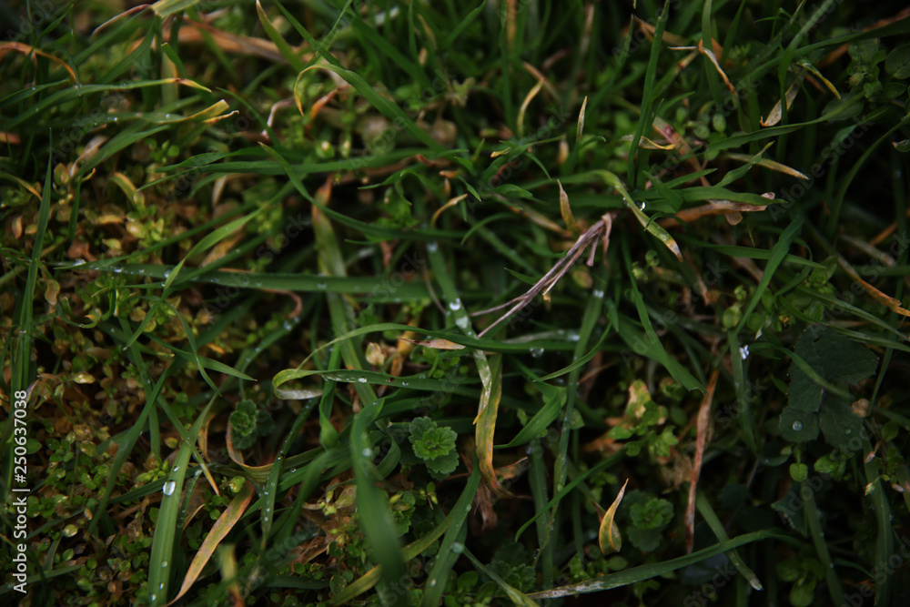 Little raindrops on the grass.
