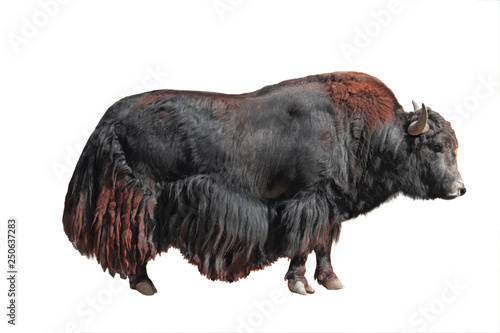 Obraz na plátně yak (bos, mutus) isolated