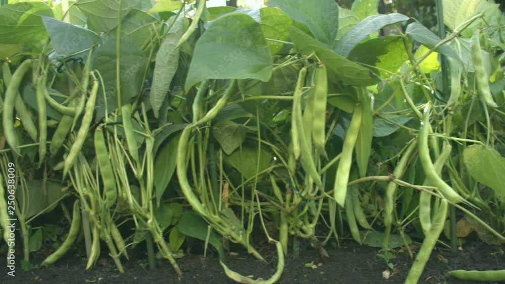 Beans growing in the garden. 2 Shots. Green big pods of beans hang on branches in the garden under rays of the sun. Some pods are dry and yellow. Sun shines into camera from leaves. Everywhere plants Beans growing in the garden. 2 Shots. Green big pods of beans hang on branches in the garden under rays of the sun. Some pods are dry and yellow. Sun shines into camera from leaves. Everywhere plants