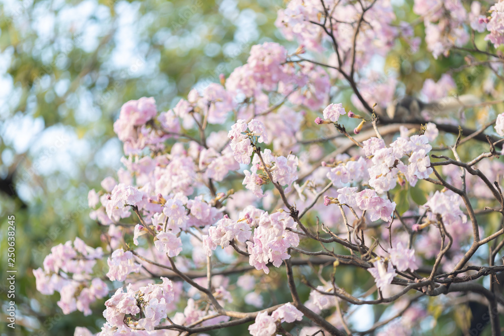 Pink trumpet tree Pink trumpet tree