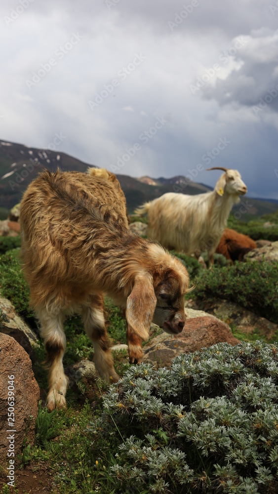 Naklejka premium Goat