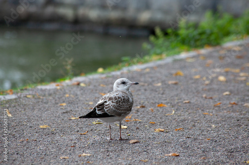 Little seagull gray-white colors