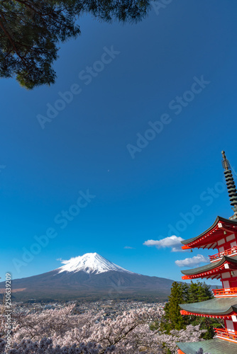 Mount Fuji viewed from behind Chureito Pagoda in full bloom cherry blossoms springtime sunny day in clear blue sky natural background. Arakurayama Sengen Park, Fujiyoshida, Yamanashi Prefecture, Japan