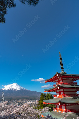 Mount Fuji viewed from behind Chureito Pagoda in full bloom cherry blossoms springtime sunny day in clear blue sky natural background. Arakurayama Sengen Park, Fujiyoshida, Yamanashi Prefecture, Japan