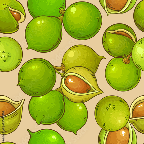 macadamia vector pattern photo