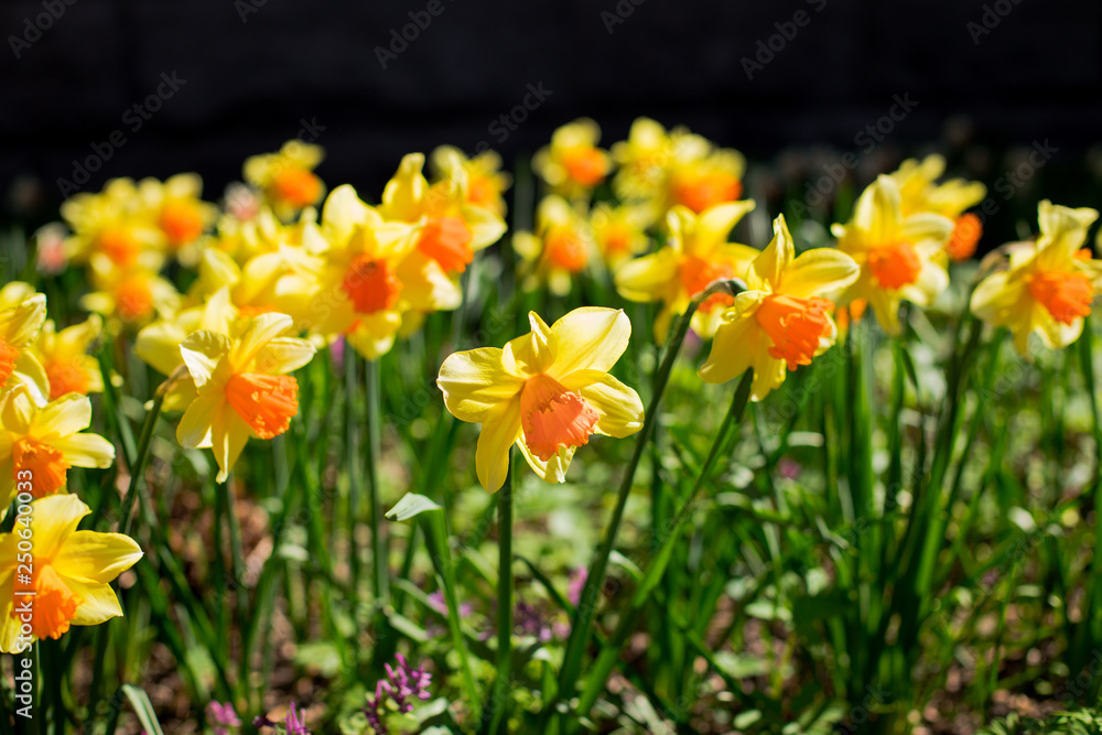 Yellow fresh and white spring growing blooming daffodils background.daffodil in garden, sunny spring weather. Yellow fresh and white spring growing blooming daffodils background.daffodil in garden, sunny spring weather.