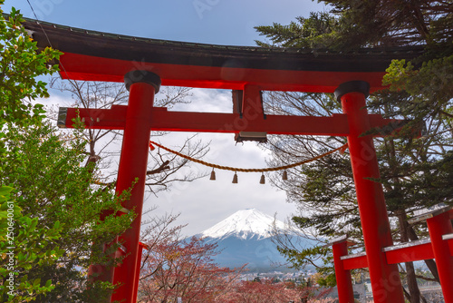 Close-up Torii Gate with Mount Fuji   Mt. Fuji   in cherry blossoms springtime sunny day with clear blue sky natural background. Arakurayama Sengen Park  Fujiyoshida City  Yamanashi Prefecture  Japan