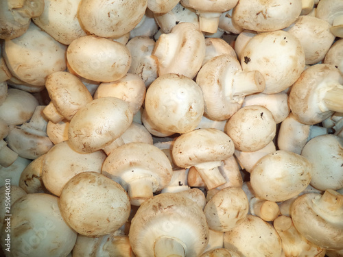 a bunch of fresh mushrooms mushrooms