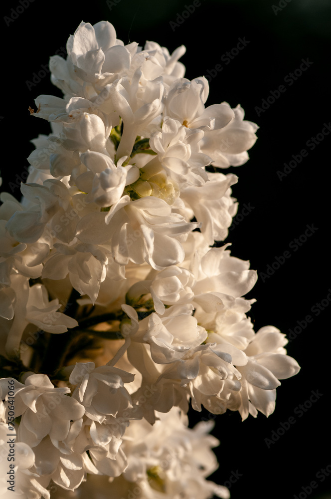 White Syringa vulgaris in sunset White Syringa vulgaris in sunset