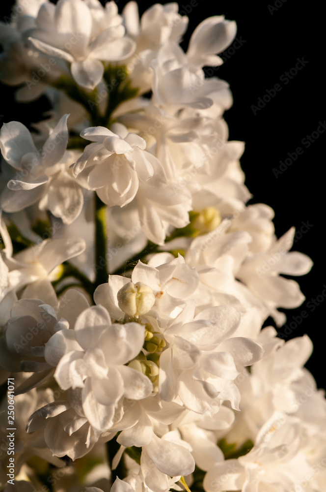 White Syringa vulgaris in sunset White Syringa vulgaris in sunset
