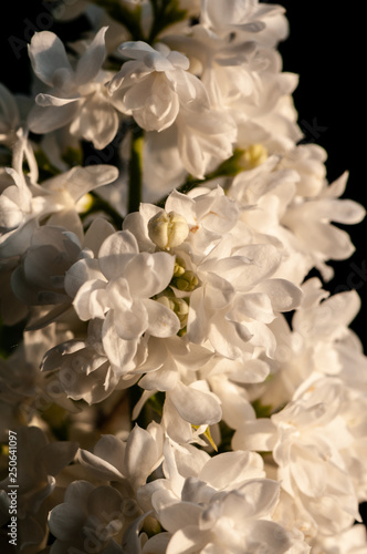 White Syringa vulgaris in sunset