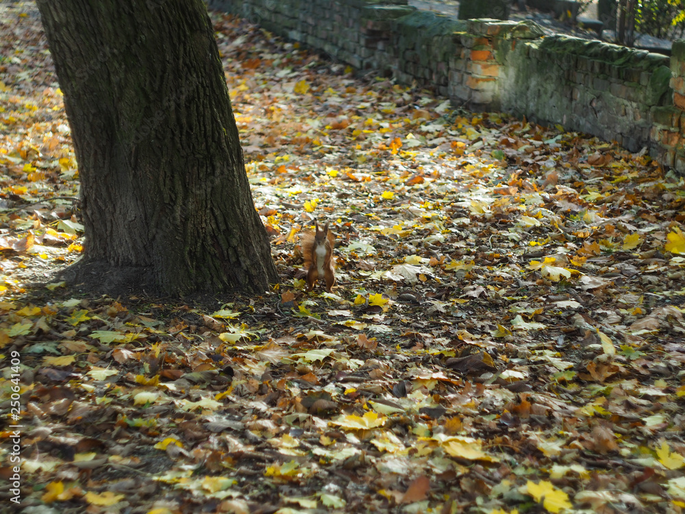 Squirrel sitting on its hind legs near the tree Squirrel sitting on its hind legs near the tree