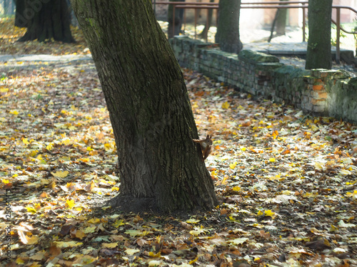 Squirrel on a tree trunk