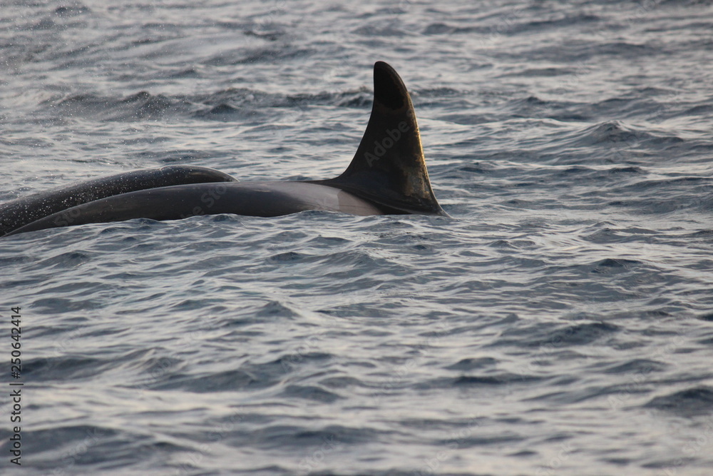 Fototapeta premium whale in the midnightsun