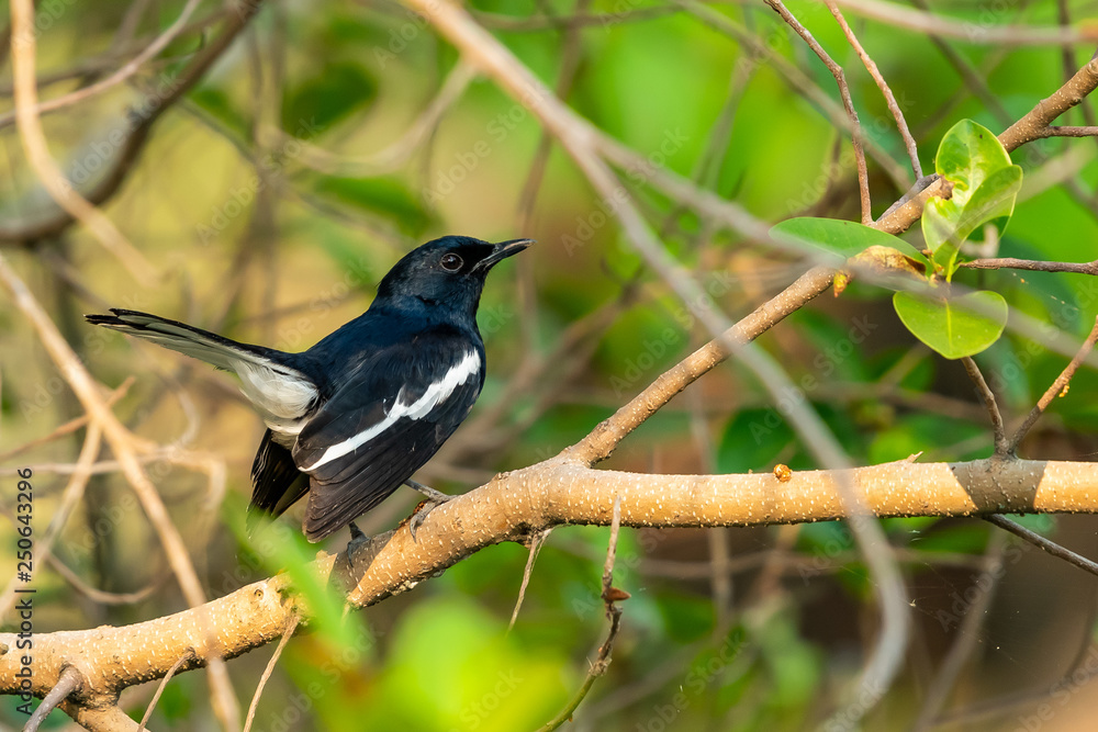 Male Oriental Magpie Robin perching on a perch