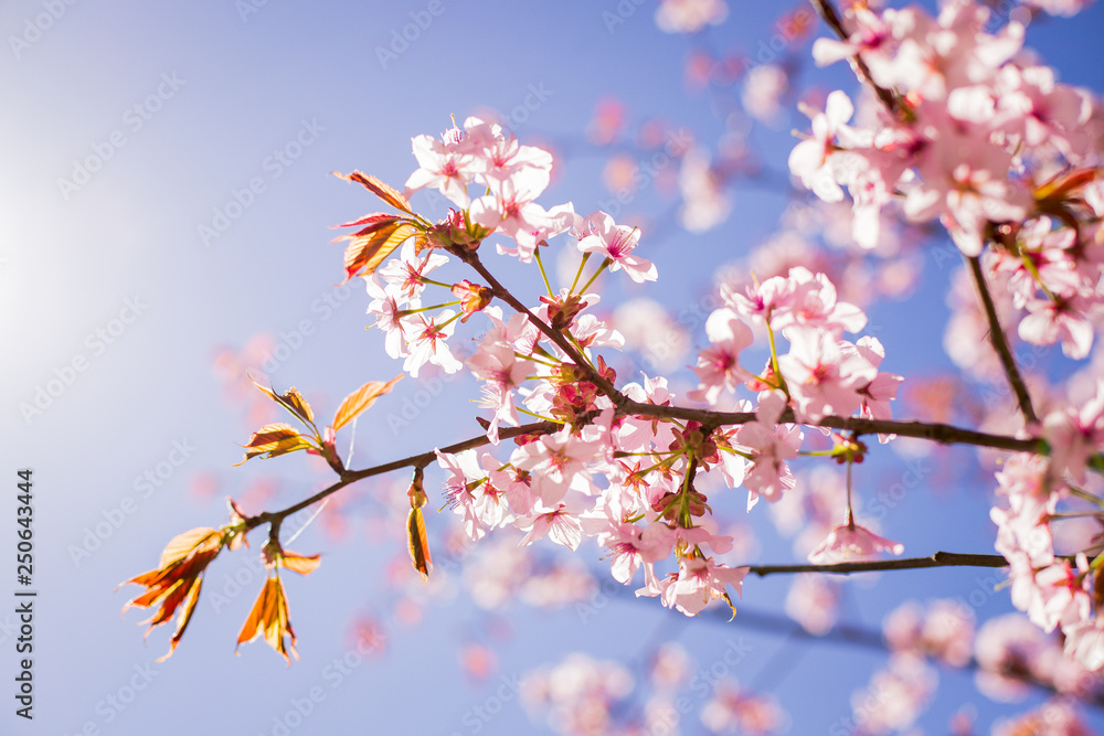 pink Sakura blossom branch under Sakura tree shade behind sunlight ray and blue sky in background.magnificent cherry blossom.Cherry flowers blooming. Beautiful pink blossom. Branch against the blue