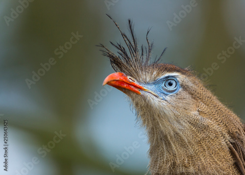 Red-legged Seriema (Cariama cristata) photo