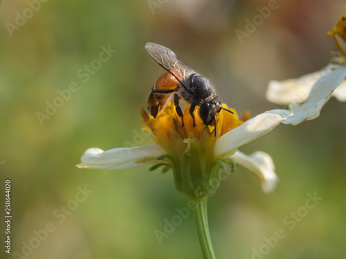 honey bee flying around flower to take weet for nest 