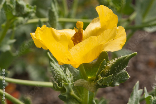 eschscholzia californica - California poppies photo