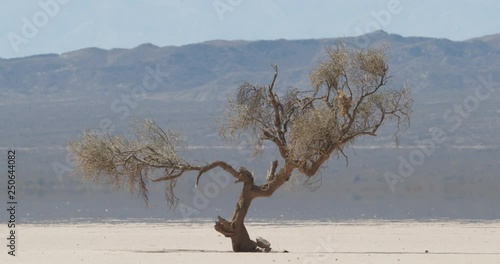 Detail of weathered lonely tree at very arid, dry and desertic landscape in barreal, aimogasta, la rioja, argentina. Hot and mirage effect on the background mountains. photo