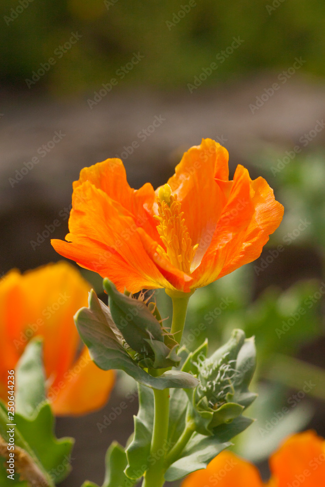 eschscholzia californica - California poppies eschscholzia californica - California poppies