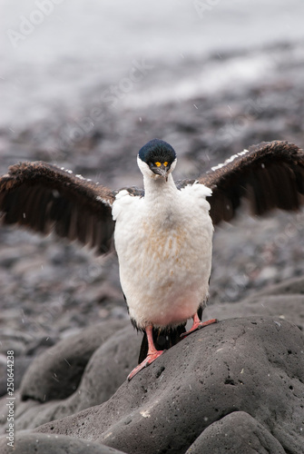 Imperial Cormorant, breeding colony, Paulet Island, Antarica