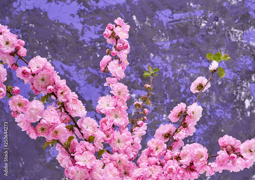 branches with pink flowers Louiseania triloba photo