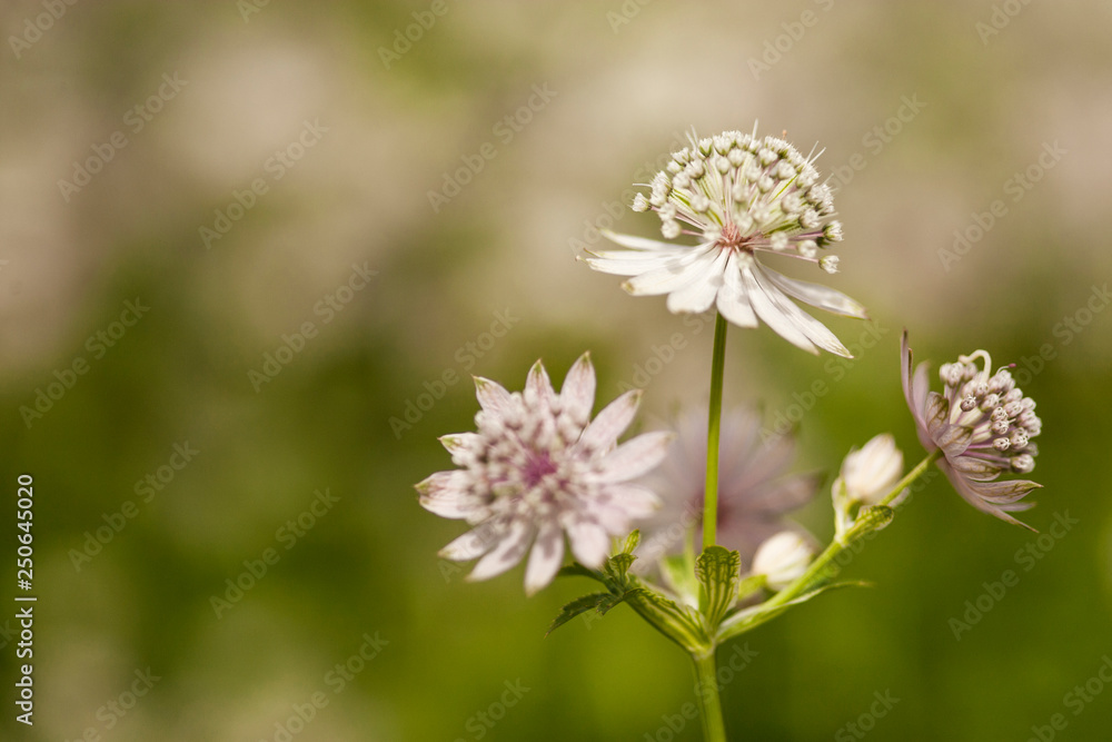 great masterwort astrantia major - beautiful white blooming flower