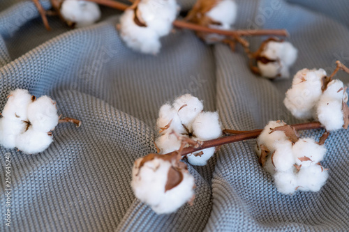 Delicate cotton flowers textile clothes. Organic cotton clothing idea