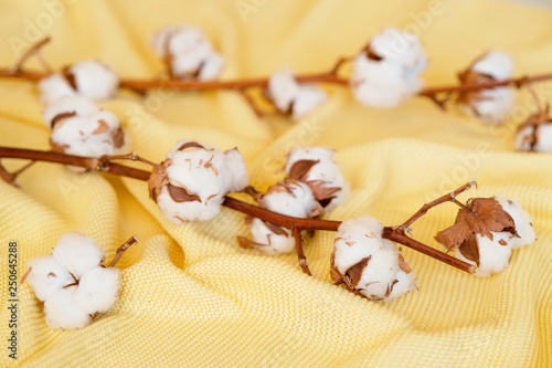 Delicate cotton flowers  textile clothes. Organic cotton clothing idea