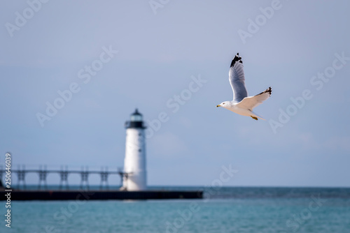 Ring-billed Gull (Larus delawarensis) flying with Manistee North Pierhead Lighthouse in the background. Lake Michigan, Manistee, Michigan.
