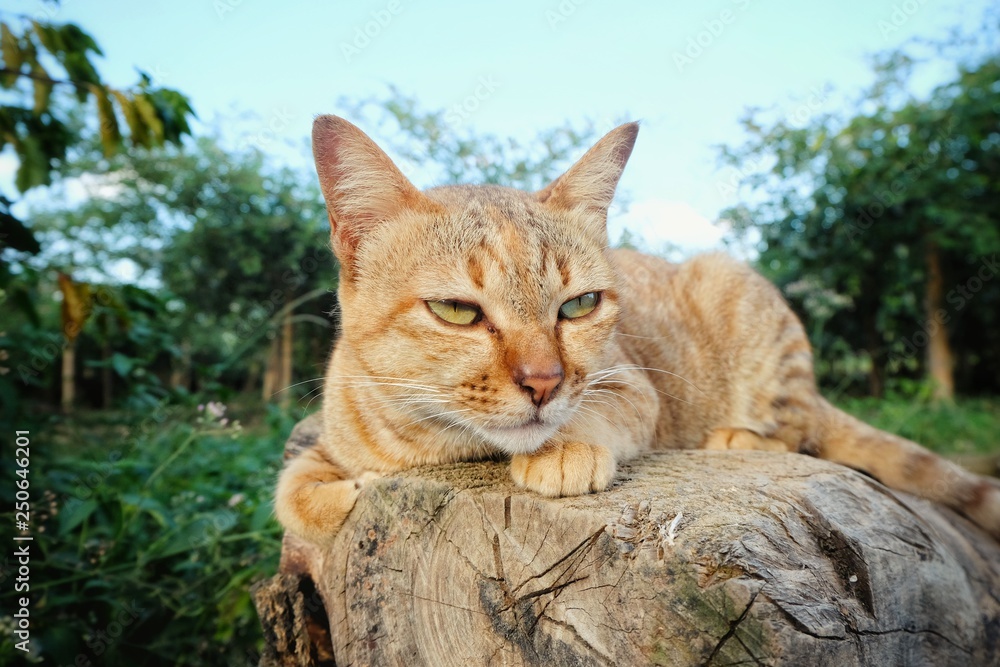 orange cat on timber with a blurred nature background orange cat on timber with a blurred nature background