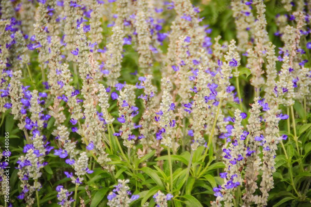 Obraz premium Mealycup sage (Salvia farinacea) white and purple flower background. Salvia farinacea, also known as mealycup sage, or mealy sage, is a herbaceous perennial native to Mexico.