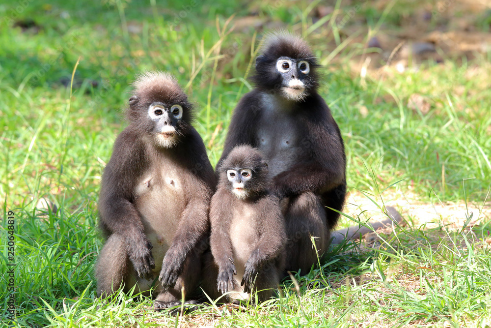 South Langur or Dusky leaf monkey are resident in Thailand (Trachypithecus obscurus) South Langur or Dusky leaf monkey are resident in Thailand (Trachypithecus obscurus)