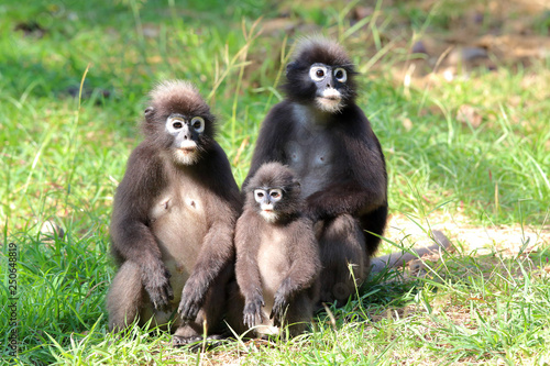 South Langur or Dusky leaf monkey are resident in Thailand (Trachypithecus obscurus)