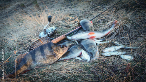 Catch perch on the lake. photo