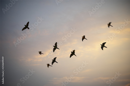 Birds flying in the sky meaning freedom as background.