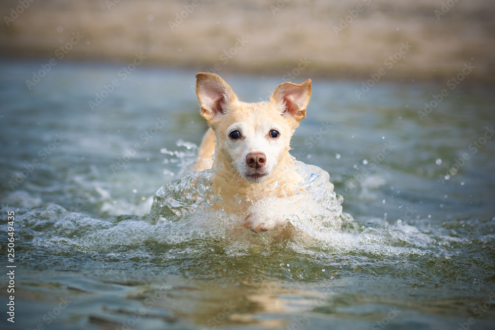 Jack Russell Terrier schwimmt Jack Russell Terrier schwimmt