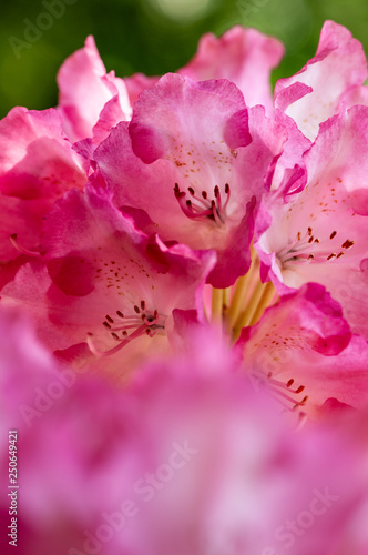 Fototapeta Naklejka Na Ścianę i Meble -  Blooming rhododendron