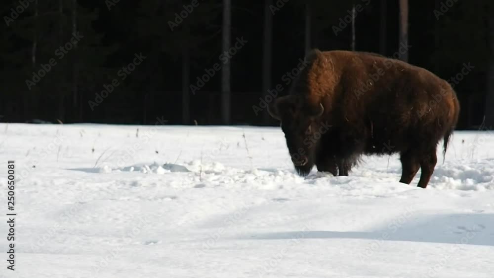 Bison in the snowy forest in winter. The Buffalo is shaggy and powerful. Bison in the snowy forest in winter. The Buffalo is shaggy and powerful.