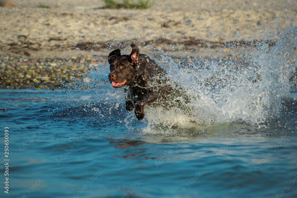 Labrador Retriever im Meer