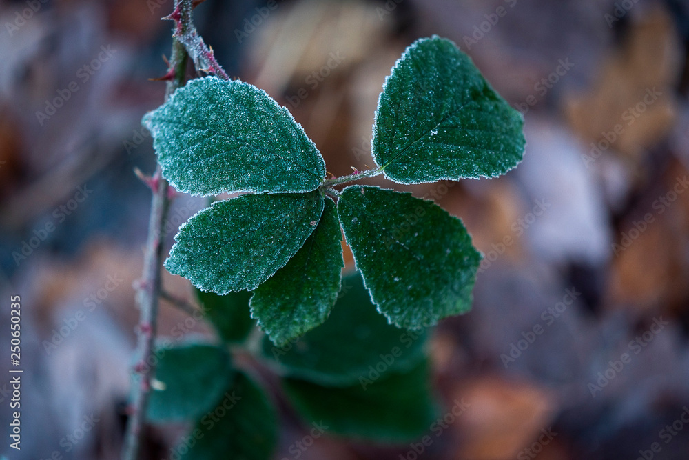 Φωτογραφία the last green leaves on a twig covered with morning frost in the winter
